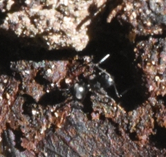 Nylanderia bourbonica