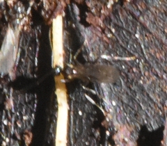 Nylanderia bourbonica