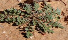 Lepidium oblongum