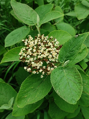 Viburnum lantana