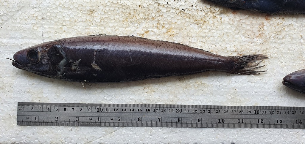 Twospine driftfish (Psenes sio) — Nomeidae