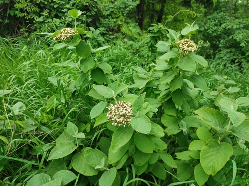 Viburnum lantana