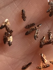 Metopoplax ditomoides