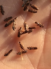 Metopoplax ditomoides