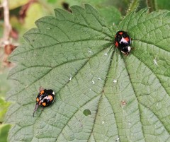 Harmonia axyridis