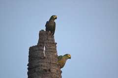 Orthopsittaca manilatus