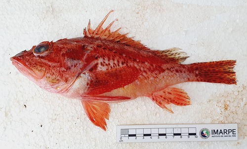 Red scorpionfish (Pontinus furcirhinus) — Scorpaenidae — 5