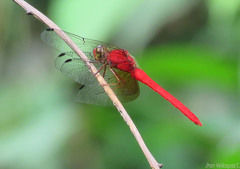 Rhodopygia cardinalis