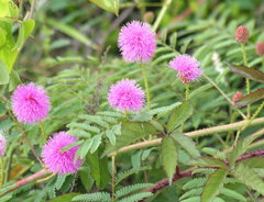 Mimosa nuttallii