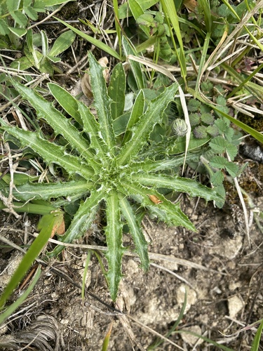 Carline Thistle
