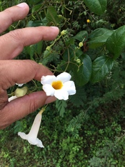 Amphilophium lactiflorum