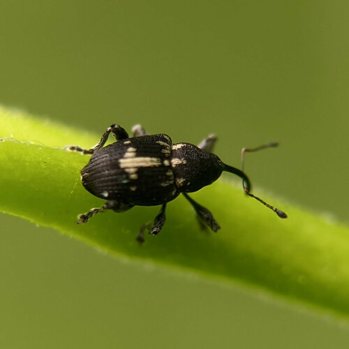 Balanobius crux