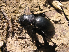 Omus californicus