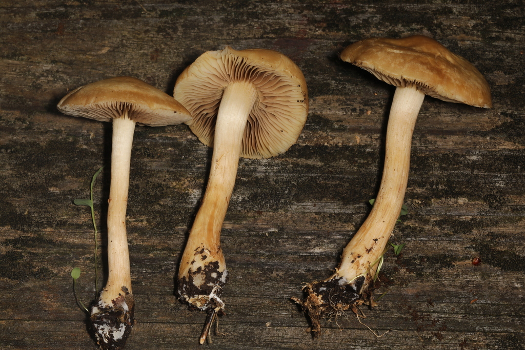 Mulch Fieldcap from 205 Canoe Creek Rd, Hollidaysburg, PA 16648, USA on