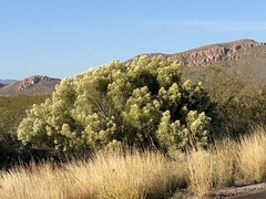Baccharis sarothroides