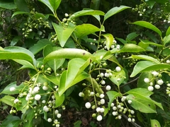 Chiococca pachyphylla