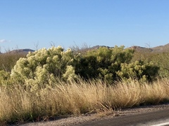 Baccharis sarothroides