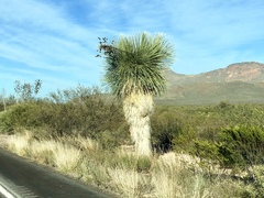 Yucca elata