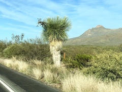 Yucca elata