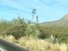 Yucca elata