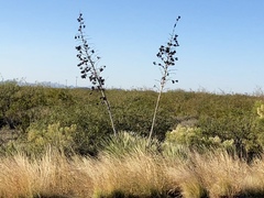 Yucca elata