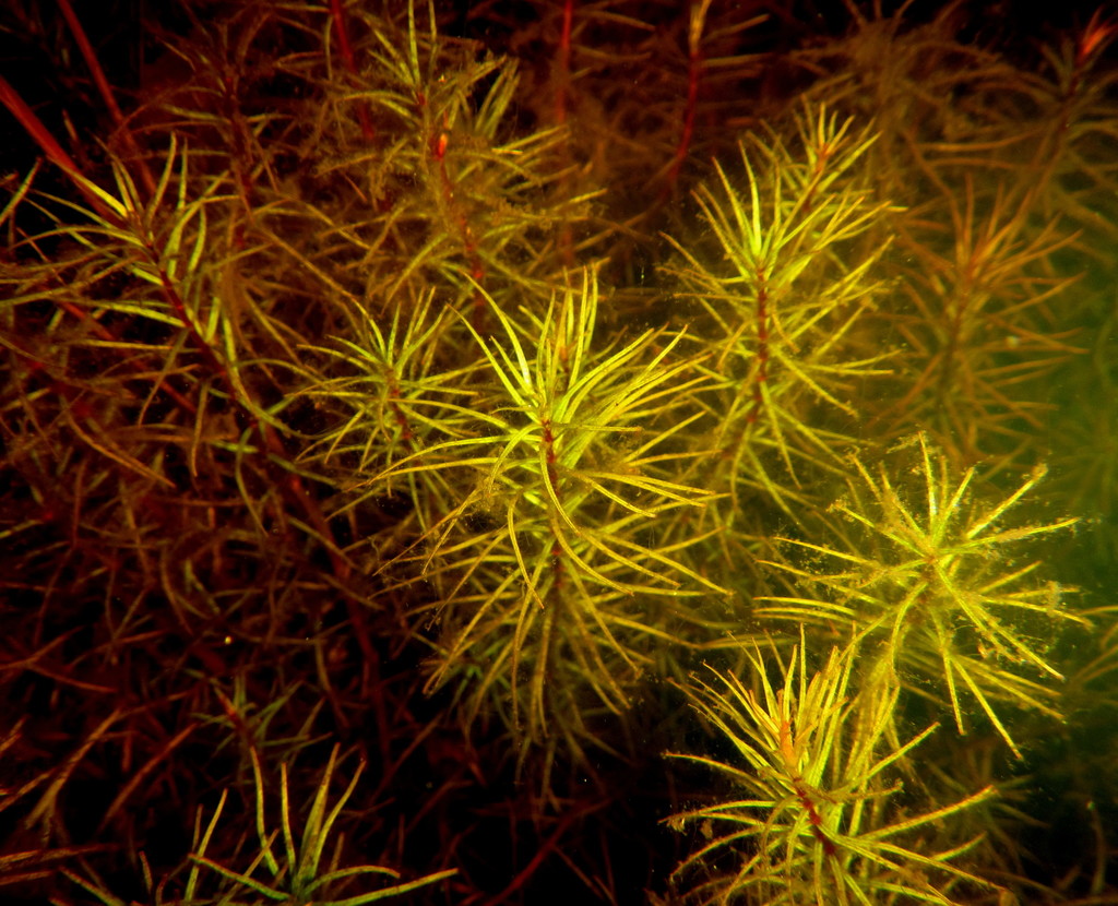 Lagarosiphon verticillifolius (Lagarosiphon verticillifolius)