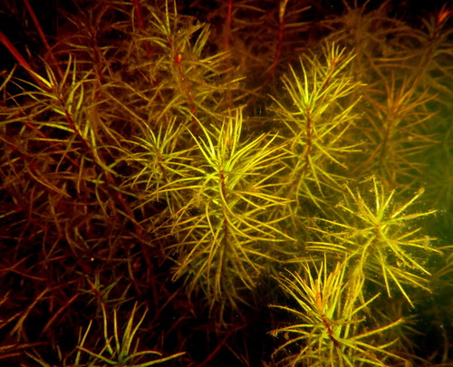 Lagarosiphon verticillifolius image