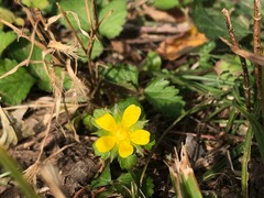Waldsteinia fragarioides
