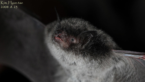 Myotis petax