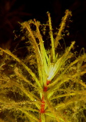 Lagarosiphon verticillifolius image