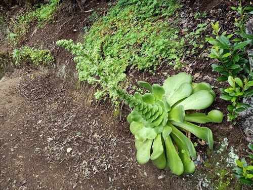 Aeonium canariense subsp. canariense image