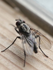 Eustalomyia
