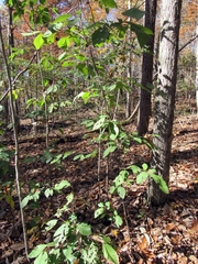 Amelanchier arborea arborea