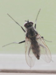 Eustalomyia