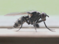 Eustalomyia