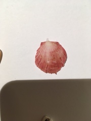 Spondylus gaederopus