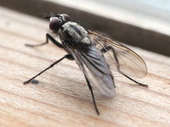 Eustalomyia