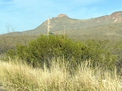 Larrea tridentata