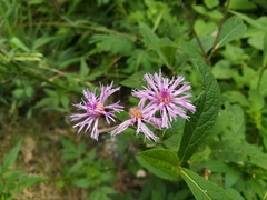 Vernonia greggii