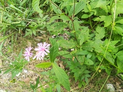Vernonia greggii