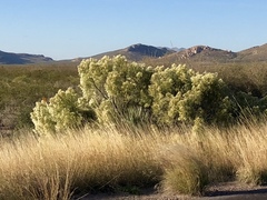Baccharis sarothroides