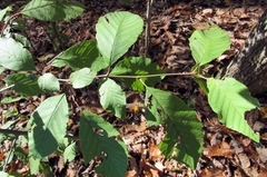Amelanchier arborea arborea