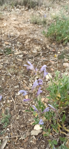 Salvia officinalis
