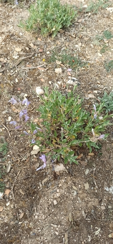 Salvia officinalis