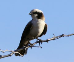 Eurocephalus anguitimens