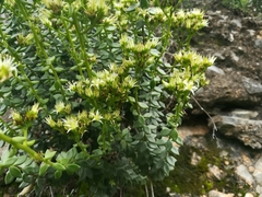 Sedum calcicola