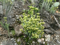 Sedum calcicola