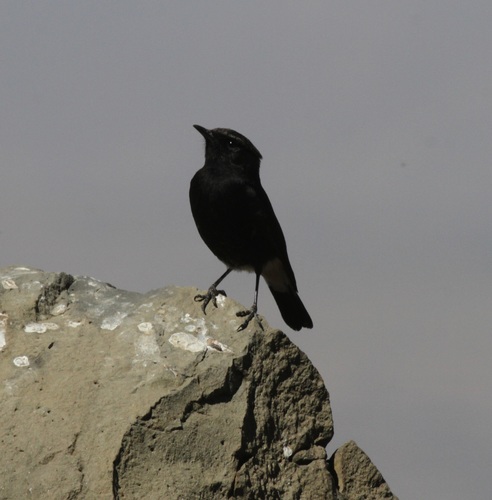Abyssinian Wheatear