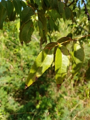 Libidibia monosperma