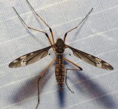 Tipula fuliginosa